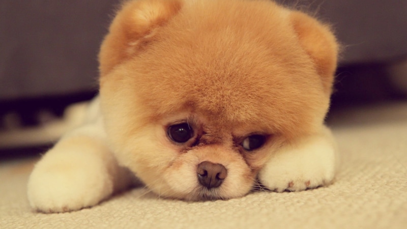 baby animals, cute, pets, lap dog, indoors, Boo, small, animal, one animal, domestic animals, orange, innocence, lying down, domestic, mammal, puppy, dog