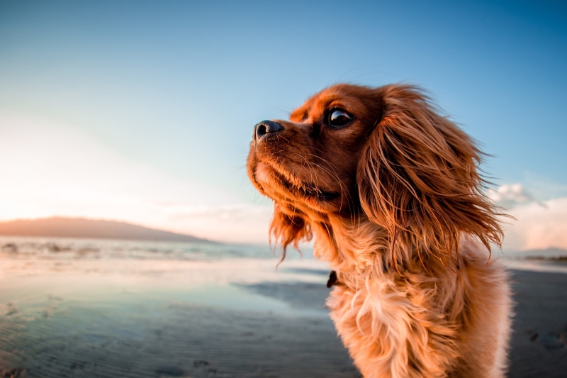 nature, summer, 4K, pet, dogs, canine, no People, on the beach, purebred Dog, domestic Animals, animal, natural, mammal, shot, brown, puppy, beach, sea