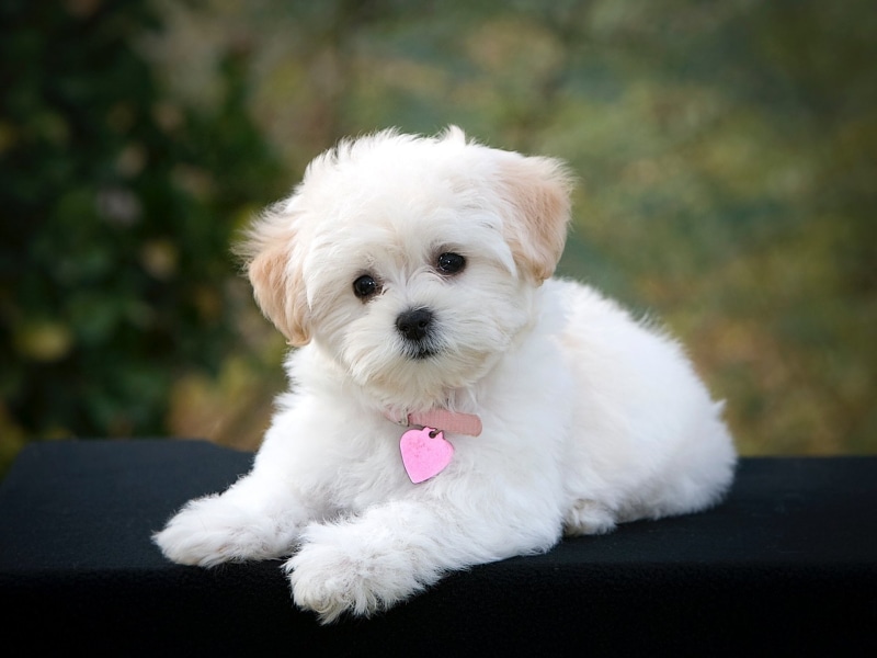 mouth open, domestic animals, canine, 1080P, shih tzu, domestic, one animal, focus on foreground, Animal, mammal, Puppy, looking at camera, pets, animal themes