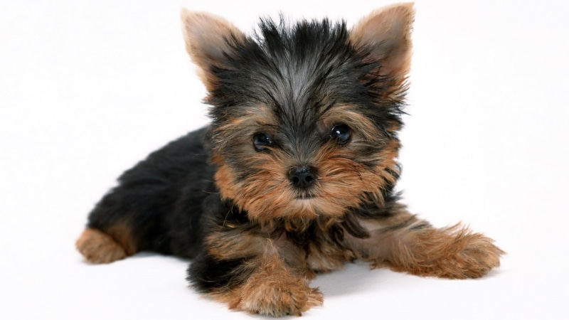 mammal, softness, pets, cute, looking at camera, innocence, Yorkshire Terrier, 1080P, animal, studio shot, domestic, white background, lap dog, indoors