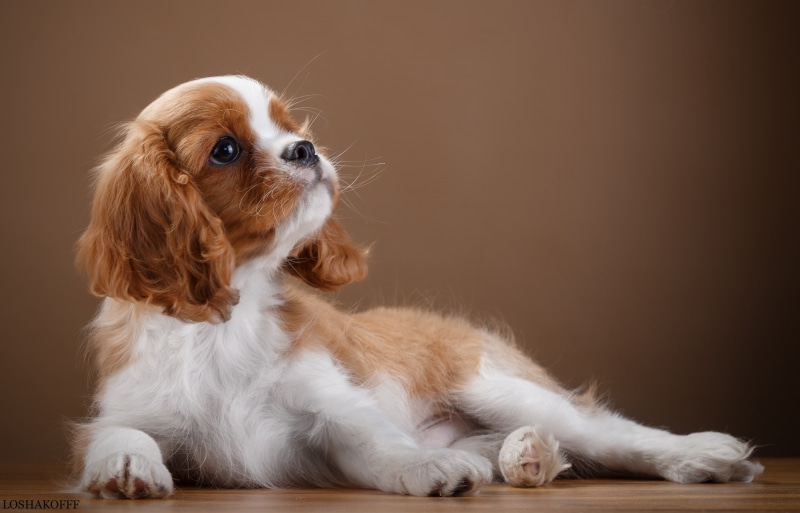 young animal, domestic animals, animals, mammal, chihuahua - dog, purebred dog, lap dog, animal, canine, innocence, puppy, animal themes, looking, cavalier king charles spaniel