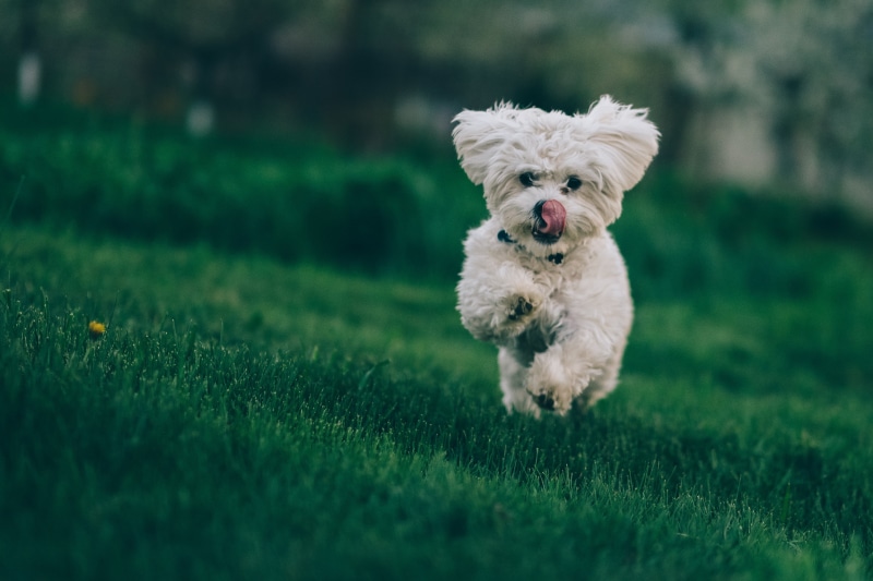 canine, grass, small, domestic animals, shih tzu, motion, poodle, purebred dog, lap dog, domestic, green color, one animal, dog, bichon frise, running