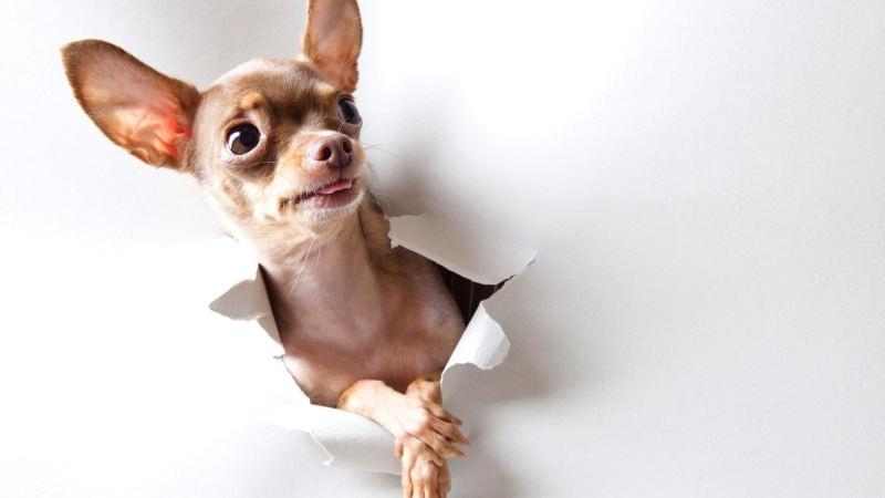 chihuahua - dog, 1080P, one animal, animal, small, mammal, domestic animals, chihuahua, pets, studio shot, lap dog, domestic cat, domestic, animal themes