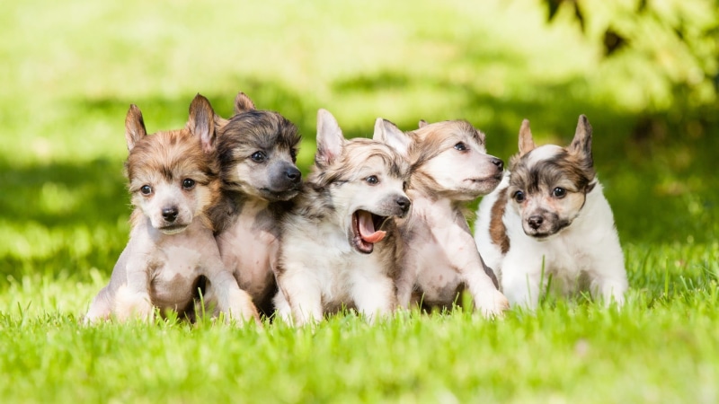 1080P, litters, plant, domestic animals, selective focus, grass, animal, dog, baby animals, running, animals, domestic, canine, puppy, mouth open, lap dog
