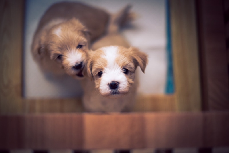 black, dog, no people, puppies, mammal, focus on foreground, young animal, cute, shih tzu, innocence, 2K, portrait, pets, shih, one animal, small, puppy