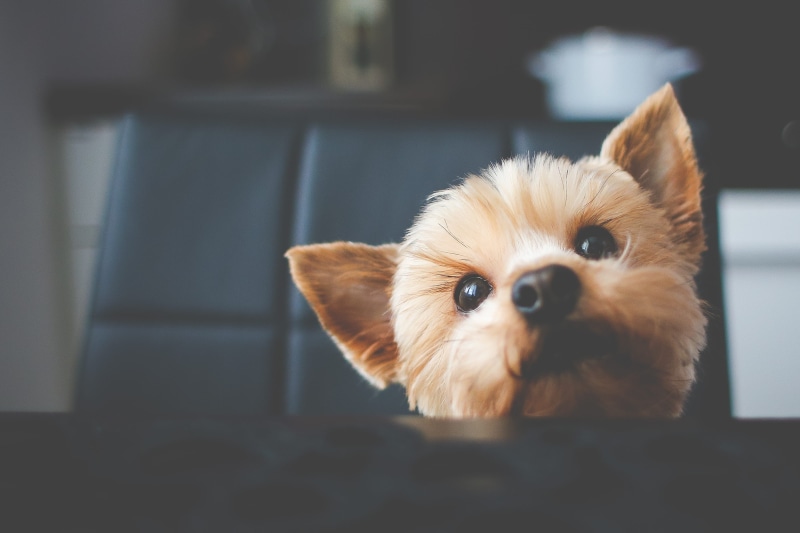 looking, dog, no people, dogs, fur, home interior, focus on foreground, purebred Dog, young Animal, animal body part, looking at camera, Food, one Animal