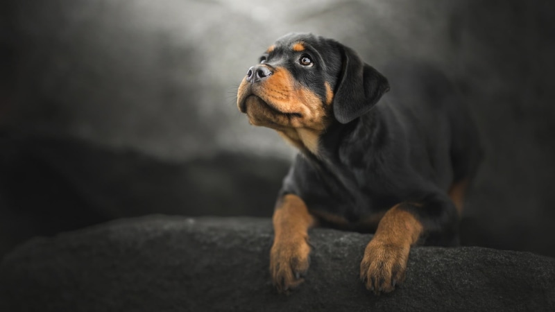 1080P, animal themes, vertebrate, lap dog, animal head, mammal, no people, one animal, indoors, pets, domestic animals, looking up, close-up, animal body part