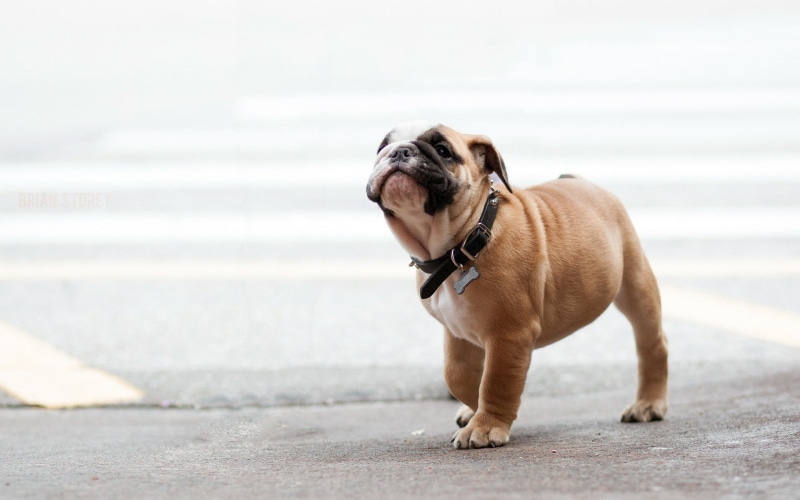 one animal, canine, full length, vertebrate, bulldog, english bulldog, domestic animals, lap dog, animal themes, looking, pug, domestic, animal, small