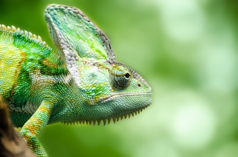 eye, lizard, nature, day, closeup, vertebrate, animal wildlife, no people, color, animal, colorful, looking, green, animal body part, animal eye, close-up