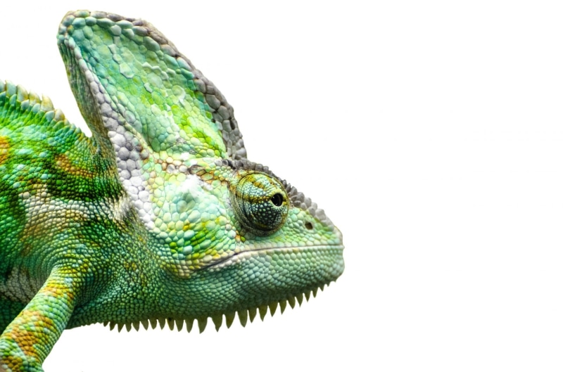 profile view, chameleon, lizard, animal, careless, animal head, branch, studio shot, color, green, staring, nature, close-up, single, one animal, camouflage