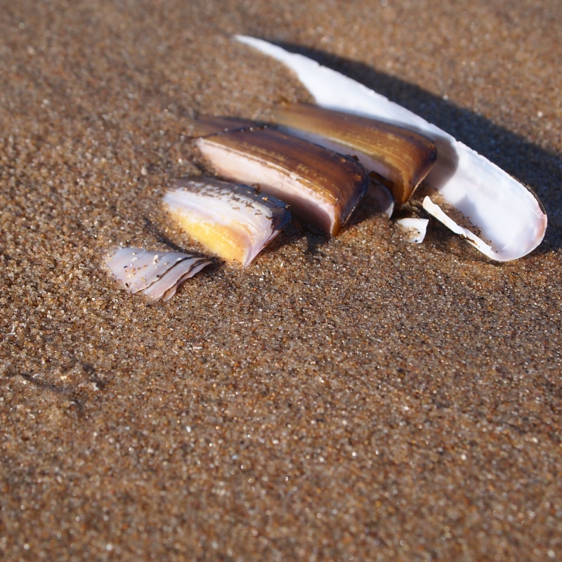 land, 2K, shells, animals in the wild, animal, animal wildlife, careless, holiday, long, animal themes, row, nature, day, single object, still life, food