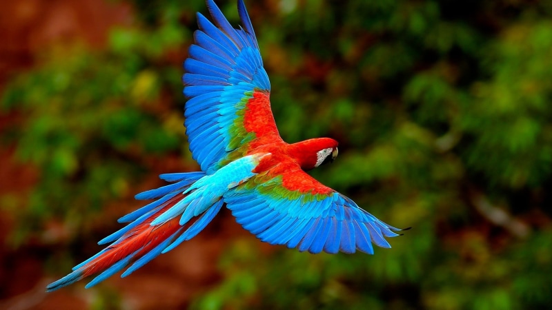 hd, 1080P, animals, BIRDS, parrots, flying, x, art