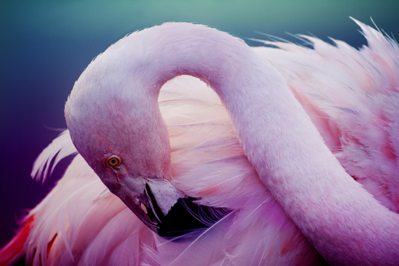 neck, pink flamingos, Flamingo, flamingos, 2K, feathers, pink, bird