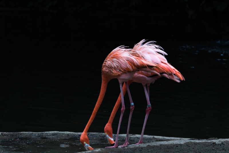 nature, flamingos, pink flamingos, pink Color, drinking, red, bird, 5K, animal, two, Jurong Bird Park, Bird Sanctuary, drinking water, water, pink, wildlife