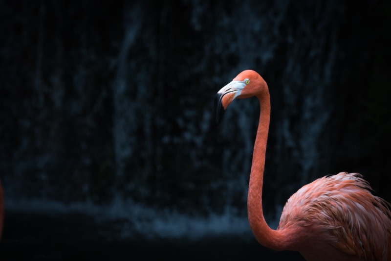 4K, pink flamingo, animal, bird, beak, animals In The Wild, Bird Sanctuary, Singapore, flamingo, red, pink, wildlife, feather, Jurong Bird Park, zoo, nature