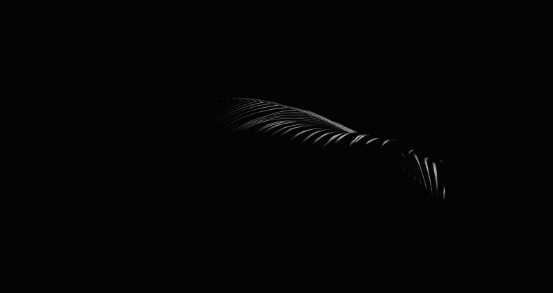 domestic room, palm, one animal, close-up, bw, minimalism, leaf, natural light, beauty in nature, silhouette, copy space, contrast, dark, studio shot, nature