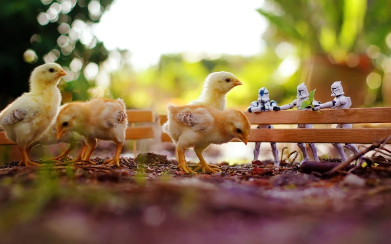 chickens, Star Wars, no people, birds, selective focus, domestic animals, day, nature, group of animals, medium group of animals, animals, tree, animal family