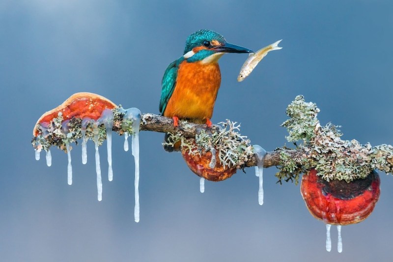 winter, tree, closeup, ice, perching, healthy eating, animal themes, kingfisher, fish, food, freshness, day, animals in the wild, one animal, outdoors