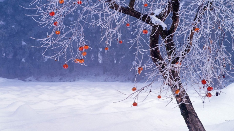 nature, tranquility, snowing, 1080P, snow, brown, persimmon, tree, frozen, white color, winter, icicle, bare tree, Japan, environment, beauty in nature