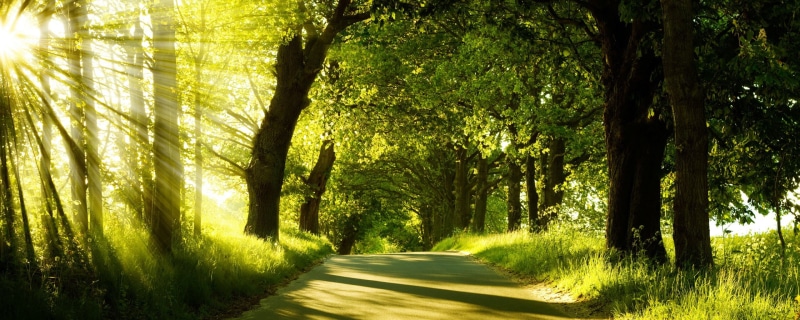 dual, trees, green, 2K, monitor, nature