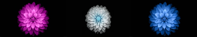 triple screen, black, 5K, simple background, multiple display, flowers
