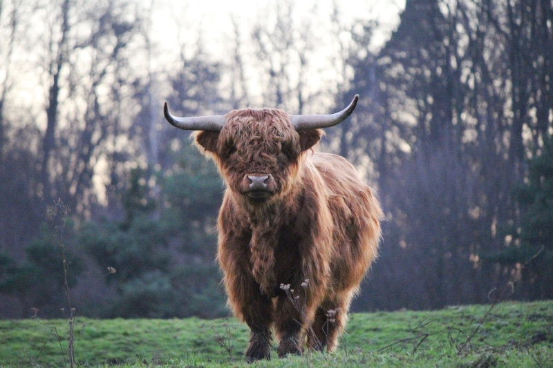 domestic, pets, portrait, bison, animal wildlife, brown, livestock, 5K, domestic animals, highland cattle, grass, animal hair, tree, domestic cattle, herbivorous