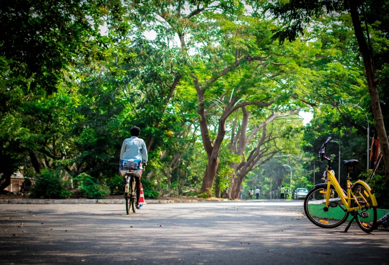 plant, human, real people, full length, chennai, transportation, riding, cyclist, biker, land vehicle, growth, indian institute of technology, ofo cycles