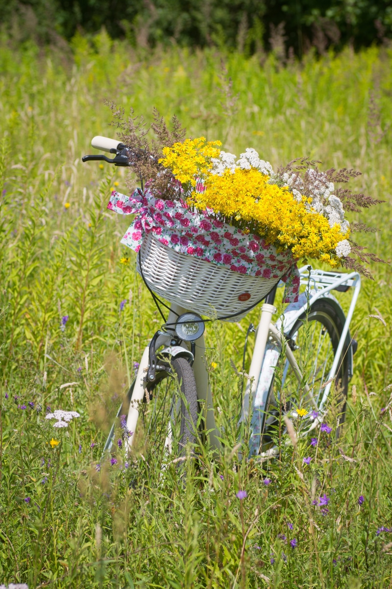 day, no people, flower, flowering plant, ride, freshness, cyclist, transportation, bike, basket, purple, cycling, grass, land vehicle, meadow, nature, summer