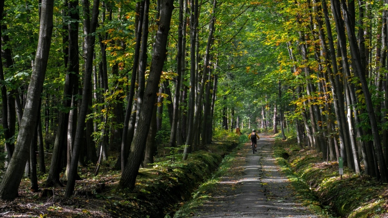the path, nature, recreation, woodland, land, plant, bike, mtb, direction, cycling, extreme, no people, the way forward, beauty in nature, forest, bamboo grove