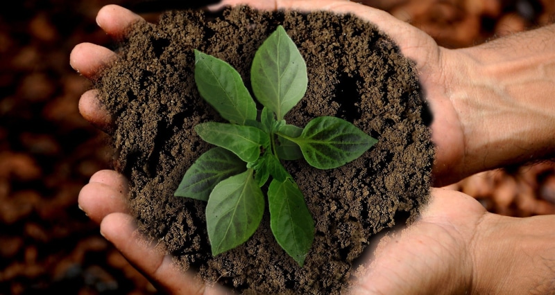 scion, grow, planting, human hand, 1080P, hand, maintain, outdoors, dirt, photo montage, nature, sustainability, human body part, agriculture, beauty in nature