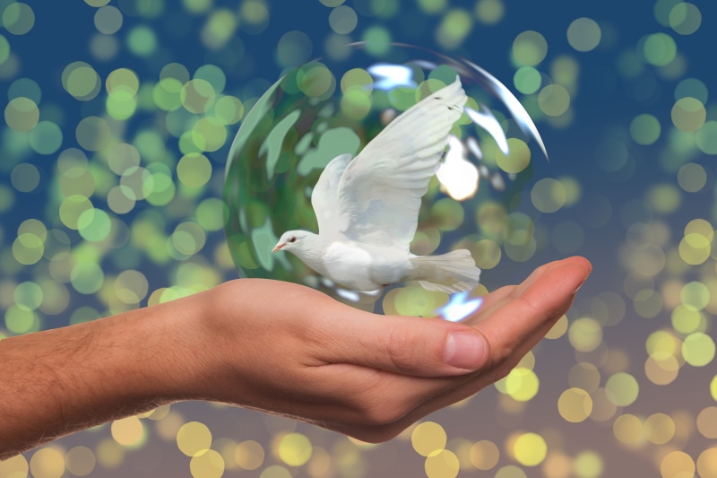 symbol, nature, unrecognizable person, lifestyles, hand holding, one animal, protection, peace dove, globe, human finger, real people, people, world peace