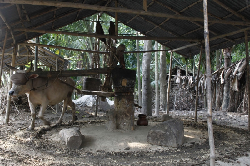 village, domestic, livestock, 4K, no people, indoors, domestic animals, rural, cattle, cow gani, day, standing, mammal, fisherman, animal, herbivorous