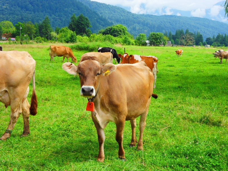 pasture, grazing, 4K, bos indicus, summer, outdoors, agriculture, cattle, brown, rural Scene, Cows, slow food, grass, green Color, cycle tour, indicus