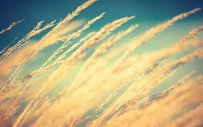 close-up, yellow, beige, sunrise - Dawn, straw, weather, scenics - nature, autumn, stem, crop, wheats, idyllic, photography, agriculture, environment, summer