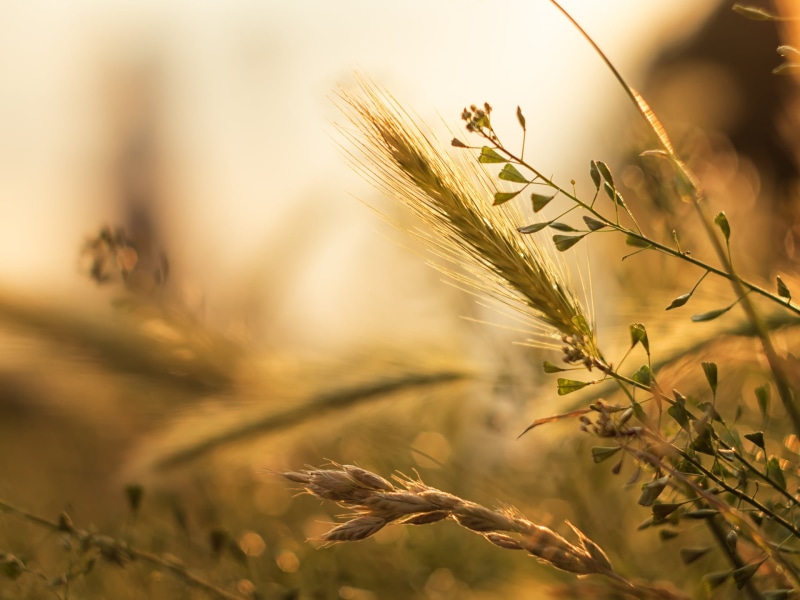 wheat, 1080P, dof, gold Colored, flower, cereal Plant, MFT, M43, yellow, field, CZJ, light, photography, bokeh, F1.8, agriculture, lens, growth, Peach