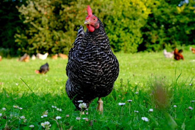 hen, animal themes, 5K, freiland chicken, plumage, domestic, domestic animals, bird, poultry, vertebrate, portrait, art fair, mother hen, grass, field