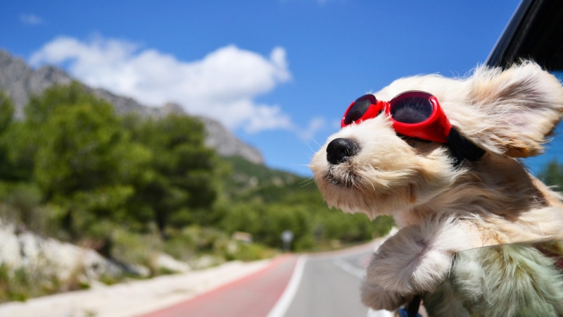 window, cute, animals, happy, wind, sunglass, travel, funny, dog, car, 4K