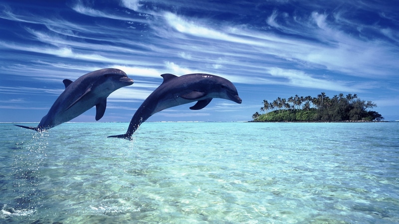 1080P, Sea, Dolphins, Cheerful
