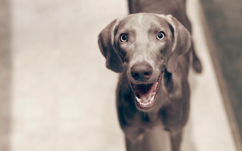 animal body part, close-up, animal mouth, mammal, short, domestic, mouth, vertebrate, 1080P, looking at camera, focus on foreground, cheerful, no people