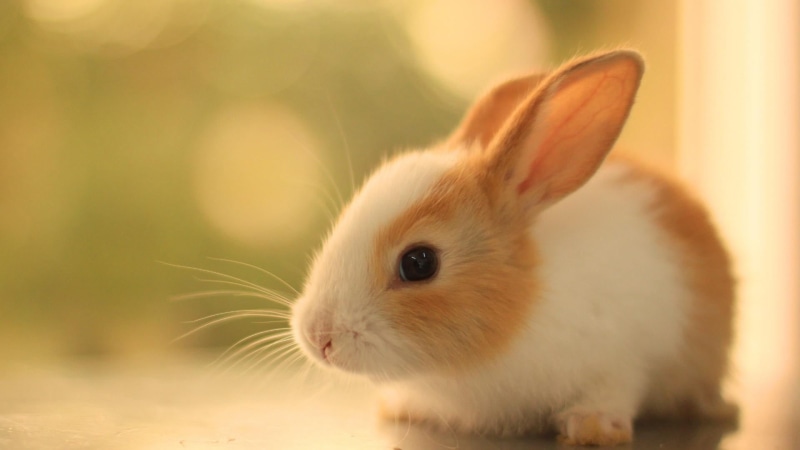 1080P, animal themes, mammal, looking, whisker, bunny, white color, whiskers, animal body part, one animal, vertebrate, animal, ears, rabbit, cute, animal wildlife