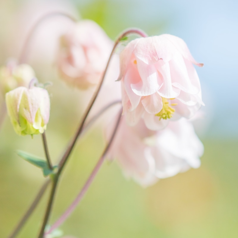 flower Head, flowerp, sweetness, photography, soft, nature, freshness, rustle, springtime, color, Froufrou, selective focus, blossom, beauty In Nature