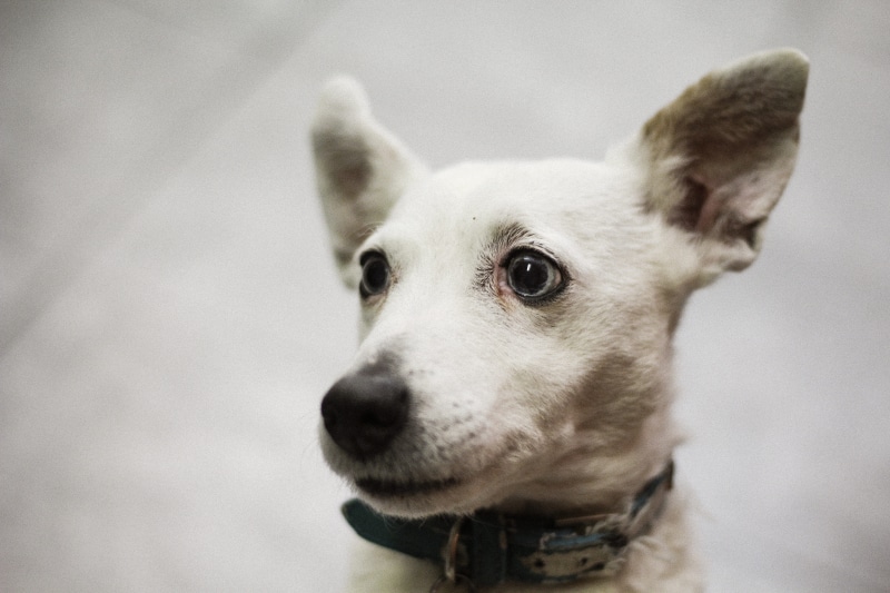looking, white, close-up, domestic animals, no people, portrait, pet, beautiful, chihuahua - dog, dog, collar, animal, pets, 8K, canine, puppy, domestic
