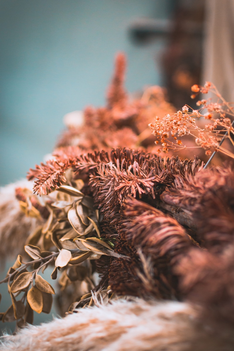 4K, dried, season, branch, red, autumn, snow, blur, close-up, rustic, dead, forest, plant, rustle, flower, christmas, frost, vibe, macro, decoration, outdoors