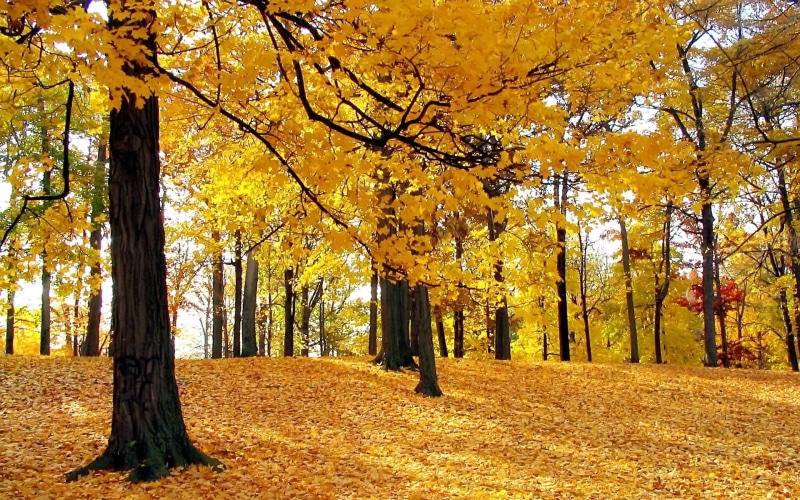 red, environment, leafed, october, park, growth, branch, leaves, scenics - nature, yellow, sunlight, light - Natural Phenomenon, gold Colored, hill, trees