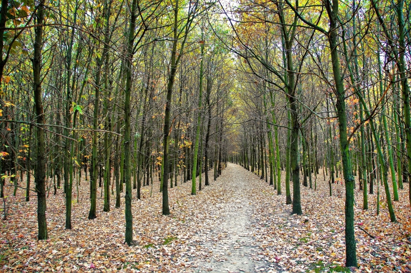 outdoors, rustles, red, alley, tranquility, no people, autumn, treelined, beauty in nature, change, the trail, fallen, diminishing perspective, trees, woodland
