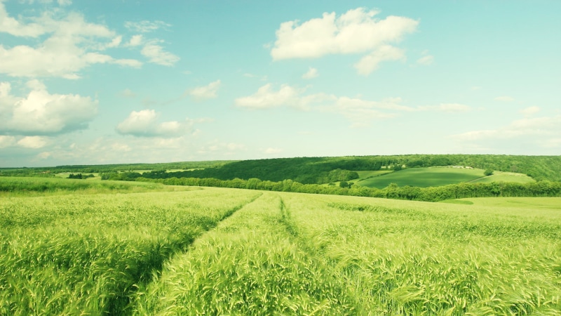 beauty In Nature, heat, the sun, tranquil scene, scenics - nature, plant, green, environment, rural Scene, summer, outdoors, ears, cloudscape, stay, trail