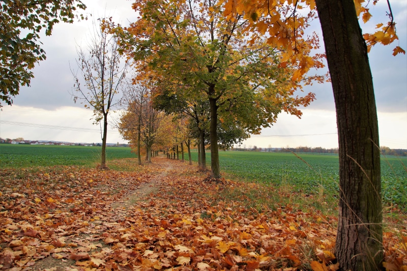 nature, trees, land, tree, growth, rustles, fall, tranquil scene, alley, colored, change, path, day, outdoors, autumn collection, the trail, mood, field