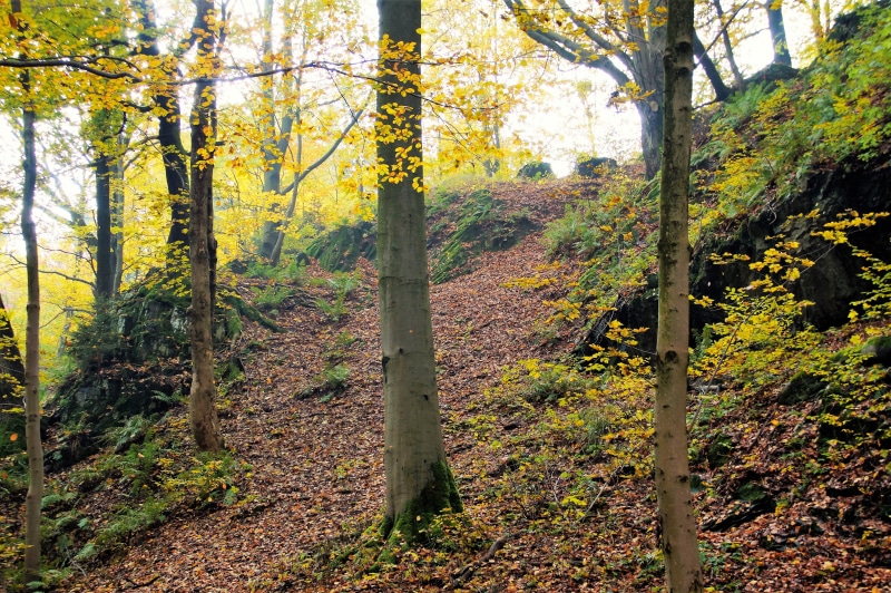 woodland, Fallen, Light, colors, plant, fall, day, growth, non-urban scene, peace, tree trunk, scenics - nature, no people, autumn, nature, Tree, rustles