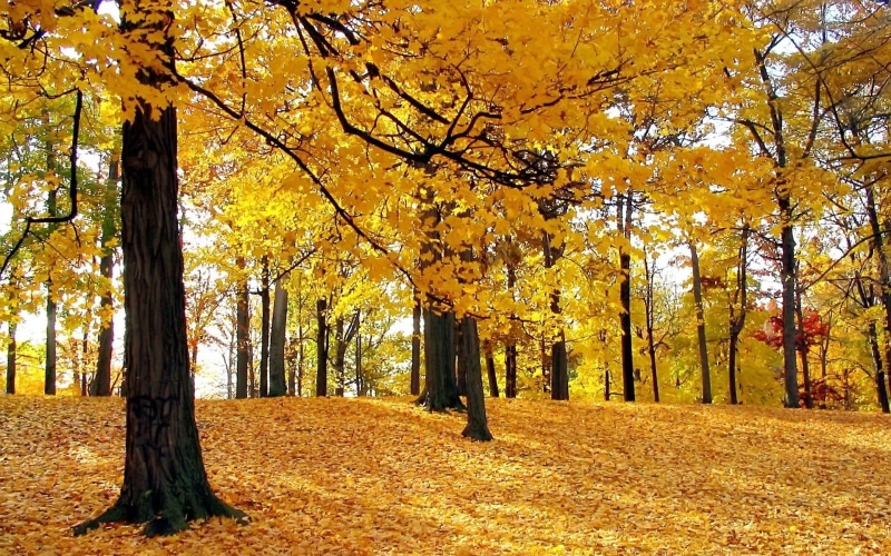 day, outdoors, tranquility, leaf, no people, tranquil scene, scenics - nature, trunk, plant, Leaves, forest, land, field, tree, Rustle, beauty in nature