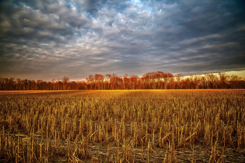 field, summer, harvested, explore, post, sky, flickr, growth, outdoors, rural Scene, 5K, meadow, landscape, Virginia, USA, Motivational, farm, corn, yellow